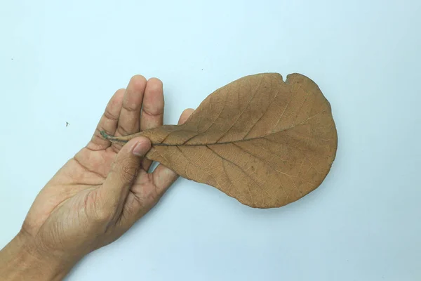hand holding dry brown teak leaf isolated on white background