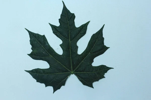 papaya leaf, green papaya leaf isolated on the white background