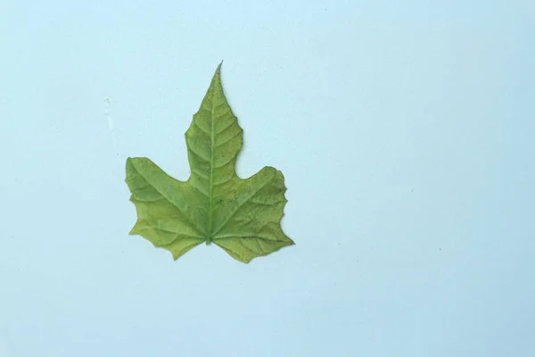 papaya leaf, green papaya leaf isolated on the white background