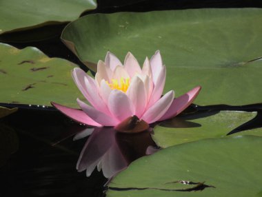 Nilüferler gölette