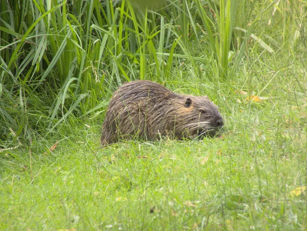 Nutria Sits Meadow — Stock Photo, Image