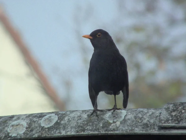 common blackbird in the garden