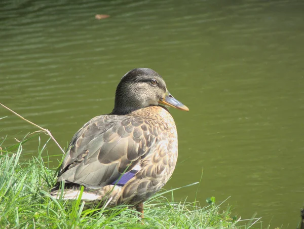 Mallard Duck Pond Summer — Stok fotoğraf