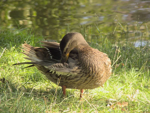 Mallard Grass Pond — Photo