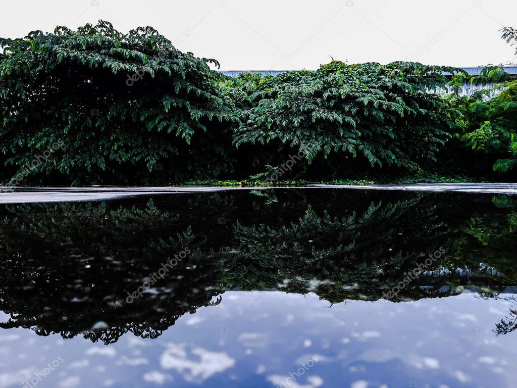 blurry abstract background reflection of trees