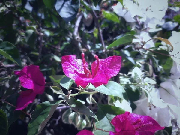 Close Beautiful Bougenvillea Glabra Flower Garden — Foto Stock