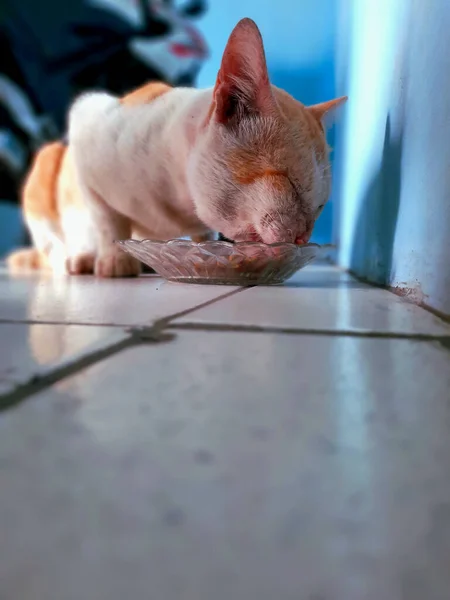 Cat Combination White Brown Eating — Foto de Stock