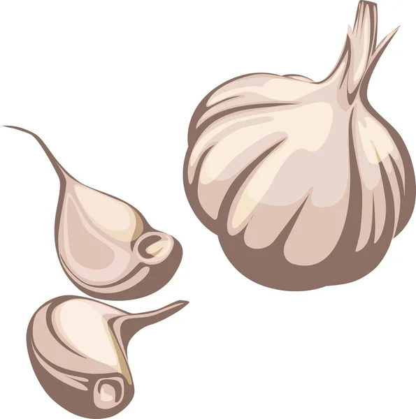 Isolated Garlic Object Entirely White Background Food Ingredient Realistic Stylized — ストックベクタ