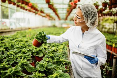 Plant nursery biotechnologist using touchpad and analyzing growth of potted flowers. 