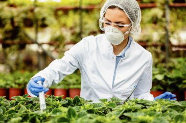 Agro-engineer fertilizing potted flowers with a syringe while working at plant nursery.  