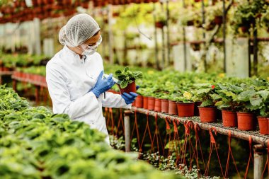 Female biologist using syringe and adding fertilizer to potted plant in a greenhouse.  