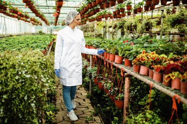Plant nursery biologist in quality control inspection. 