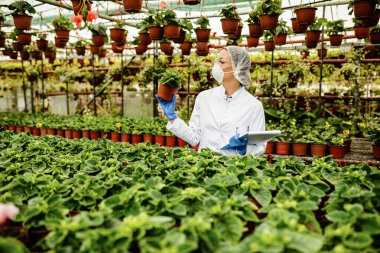 Female agricultural engineer inspecting development of potted plants in a greenhouse. 