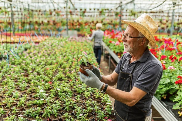Mature Greenhouse Owner Examining Potted Flower While Working Plant Nursery — Fotografia de Stock