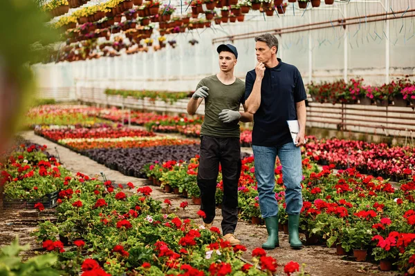 Two male workers walking through plant nursery and talking while checking the flowers.