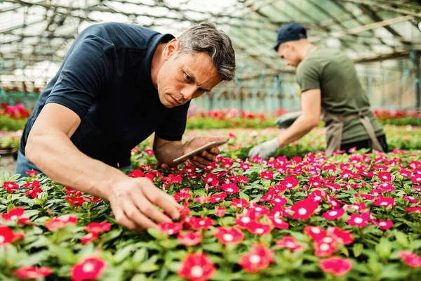 Male Florist Using Digital Tablet While Taking Care Flowers Working — Fotografia de Stock