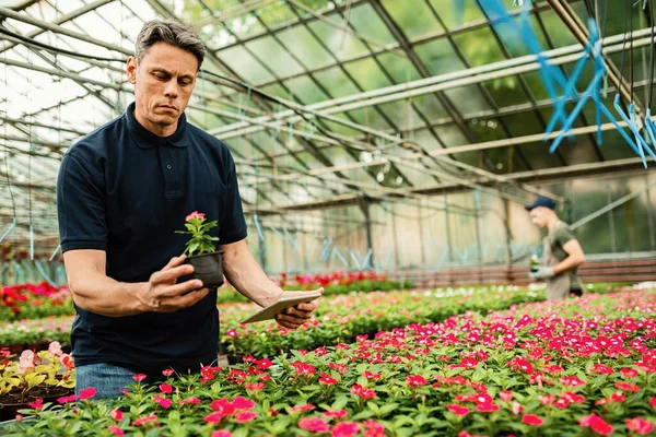 Plant Nursery Worker Using Touchpad While Checking Quality Flowers Distribution — Fotografia de Stock