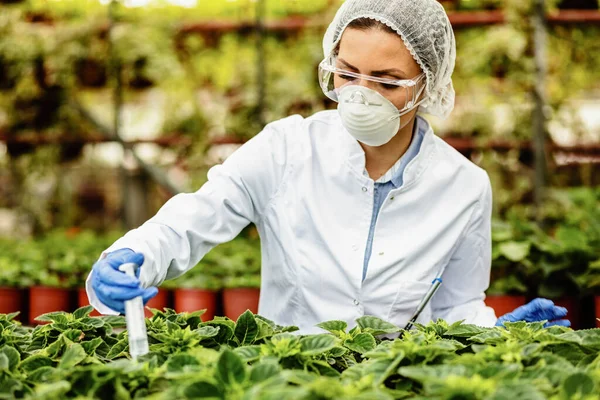 Agro Engineer Fertilizing Potted Flowers Syringe While Working Plant Nursery — Fotografia de Stock