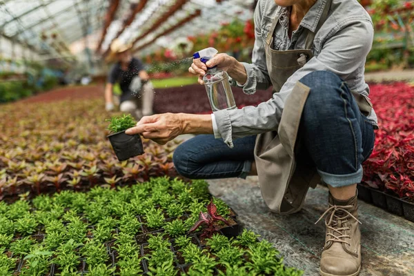 Unrecognizable Woman Taking Care Plants Spraying Them Water Plant Nursery — Fotografia de Stock