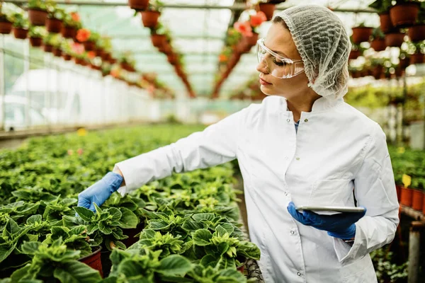 Female Scientist Examining Potted Flowers Using Digital Tablet Greenhouse — Fotografia de Stock