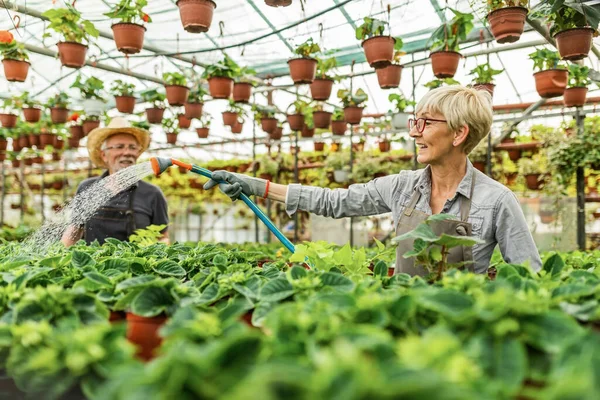 Smiling Senior Woman Watering Flowers Garden Hose While Working Plant — Fotografia de Stock