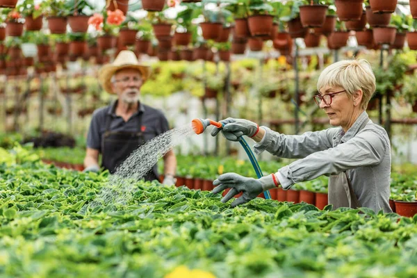 Mature Woman Using Garden Hose Watering Potted Flowers While Working — Fotografia de Stock