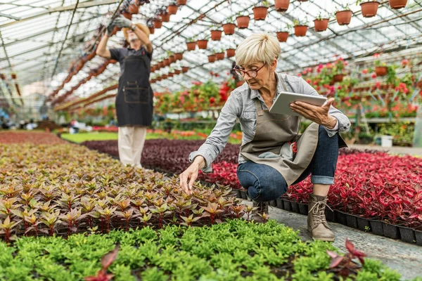 Senior Gardener Working Plant Nursery Using Digital Tablet While Examining — Fotografia de Stock