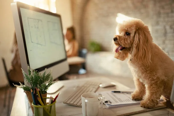 Poodle at office desk with people in the background.