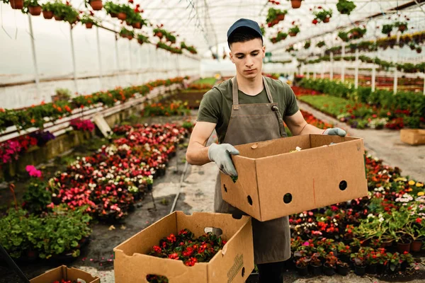 Young Florist Preparing Crates Flowers Distribution While Working Plant Nursery — Fotografia de Stock