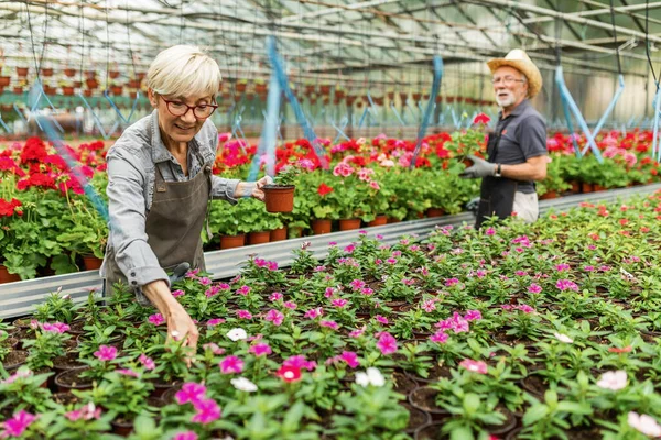Senior Female Florist Her Coworker Taking Care Plants Greenhouse — Fotografia de Stock