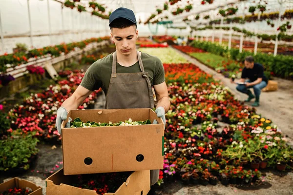 Young Worker Packing Flowers Distribution While Working Plant Nursery — Fotografia de Stock