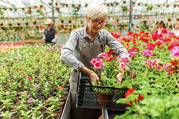 Happy Senior Greenhouse Worker Putting Flowers Crate While Preparing Them — Fotografia de Stock