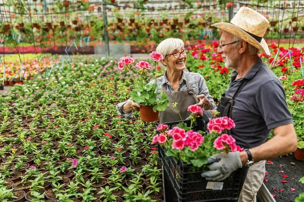 Happy senior couple cooperating while working with flowers in greenhouse. Focus is on woman.