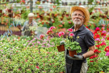 Senior worker holding geranium flowers while working in a garden center and looking at camera. 