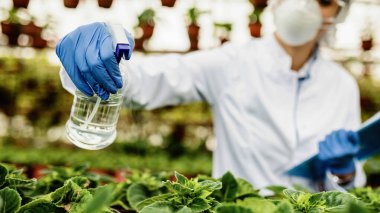 Close-up biologist spraying potted flowers with nutritional fertilizes in a plant nursery. 