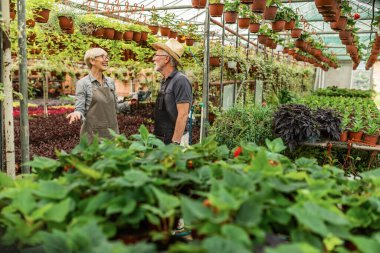 Happy mature gardeners communicating while taking care of plants in a greenhouse. 