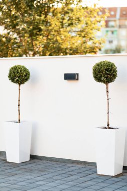 Topiary trees in white pots against the wall. 