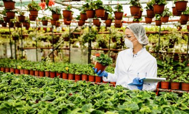 Female botanist performing quality control inspection while examining potted flowers in a greenhouse. 
