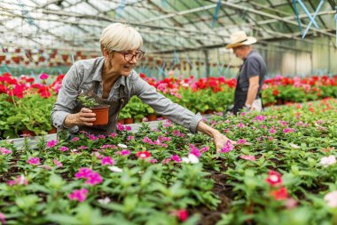 Happy mature florist taking care of potted plants while working in a greenhouse. 