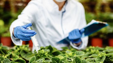 Close up of botanist injecting nutritional fertilizer while working in plant nursery. 