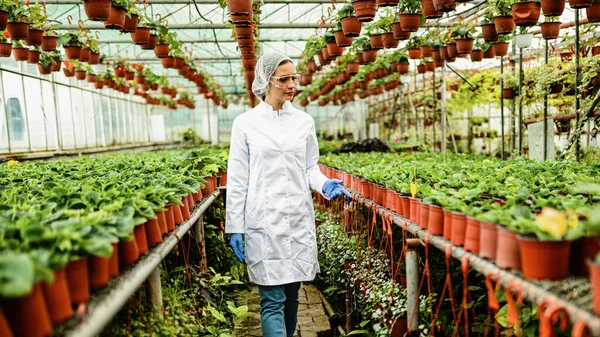 Female Scientist Walking Though Greenhouse Examining Potted Flowers — Fotografia de Stock