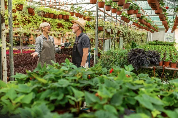 Happy Mature Gardeners Communicating While Taking Care Plants Greenhouse — Fotografia de Stock