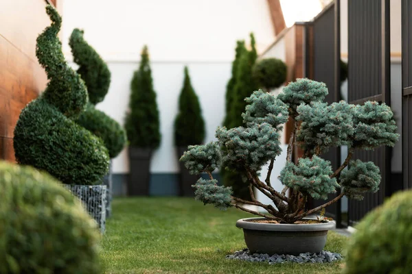 Small evergreen tree with topiary greenery in a garden.