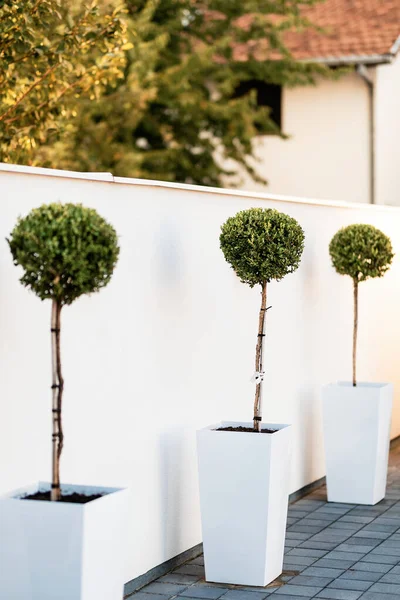 Small topiary trees against the backyard wall.