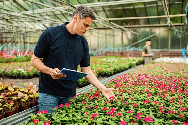 Greenhouse Worker Checking Quality Potted Flowers While Holding Clipboard — Fotografia de Stock
