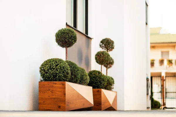 Low angle view of topiary greenery in a wooden pot.