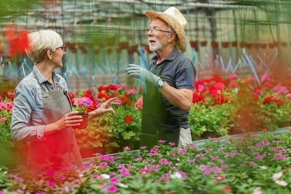 Mature Couple Cooperating While Nourishing Flowers Talking Plant Nursery — Fotografia de Stock