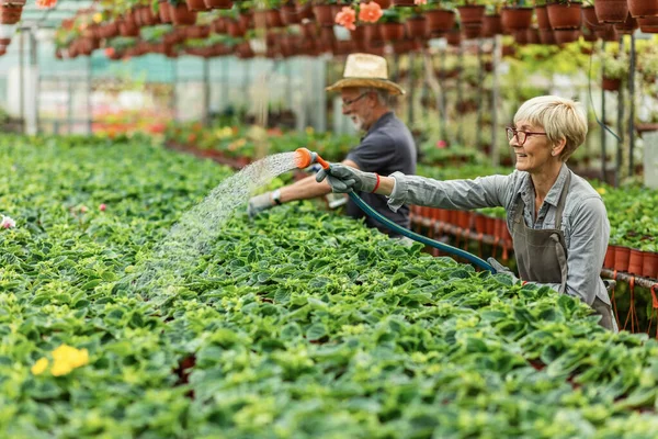 Happy Female Gardener Working Plant Nursery Watering Flowers Garden Hose — Fotografia de Stock