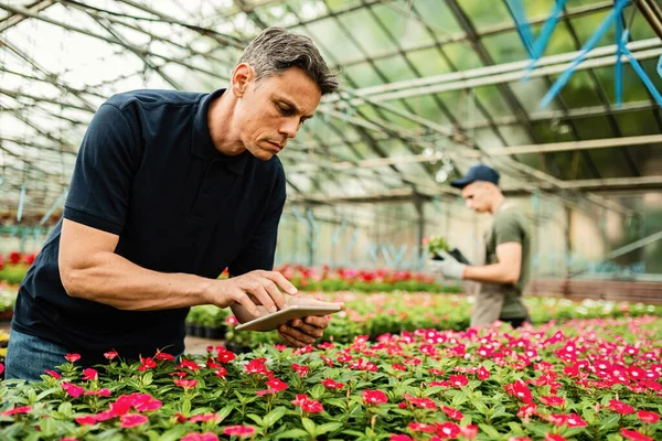 Mid Adult Man Working Greenhouse Using Touchpad While Examining Flowers — Fotografia de Stock