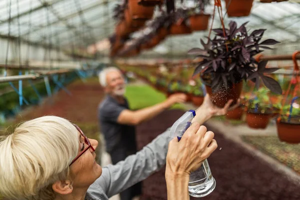 Happy Senior Gardener Using Spray Bottle Watering Hanging Potted Plants — Fotografia de Stock